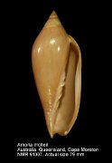 Amoria molleri (3)